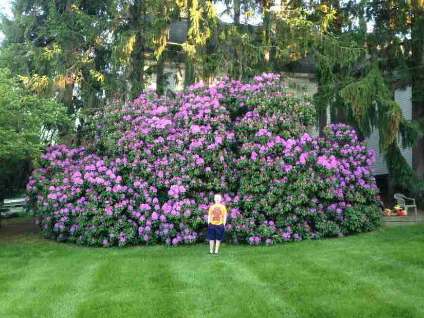 Lawn and flower bed