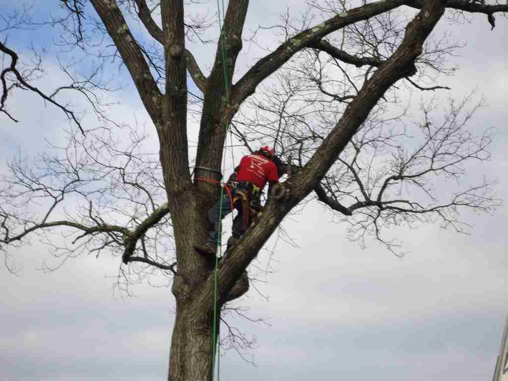 Tree pruning