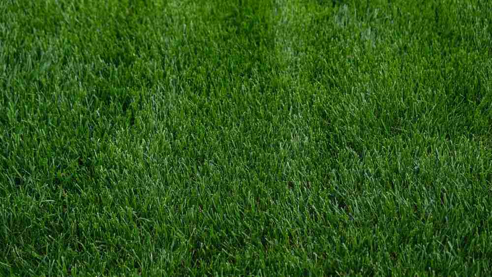 A close up of a lawn with green grass