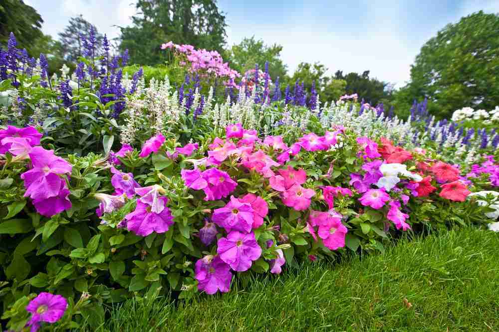 Purple flower bed and yard