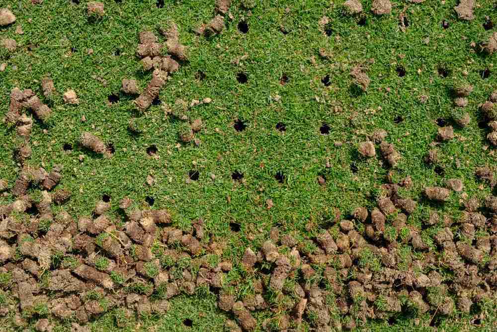 A lawn undergoing lawn aeration with the holes within the soil