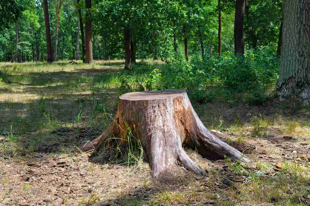 An old tree stump sticking out in the woods