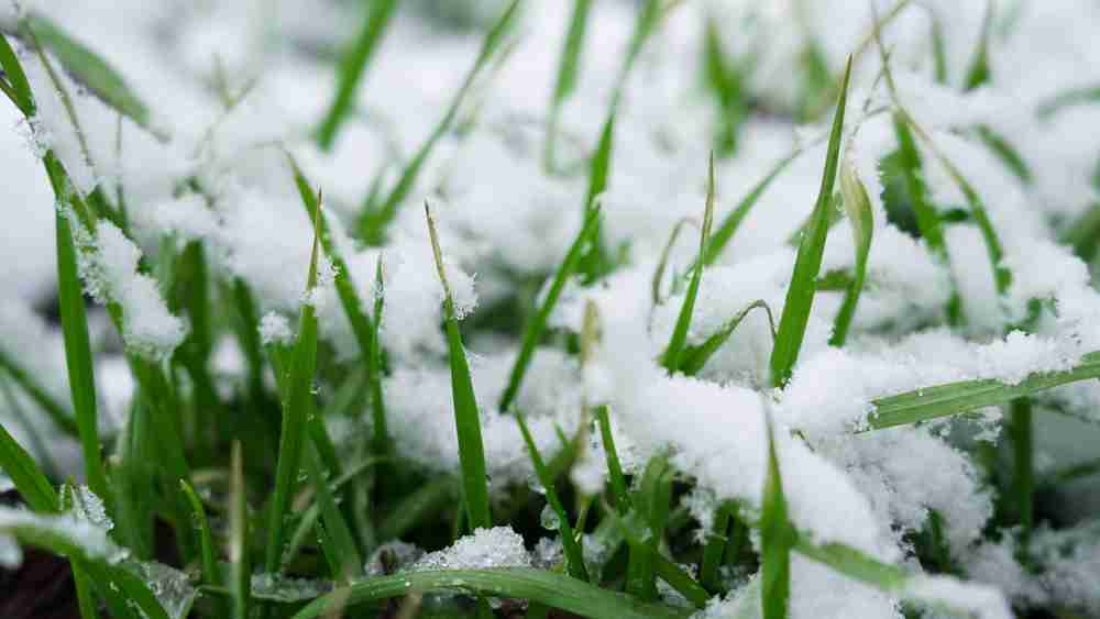 Snow on green grass, green grass in winter. Melting snow on a green lawn. Snowy lawn.