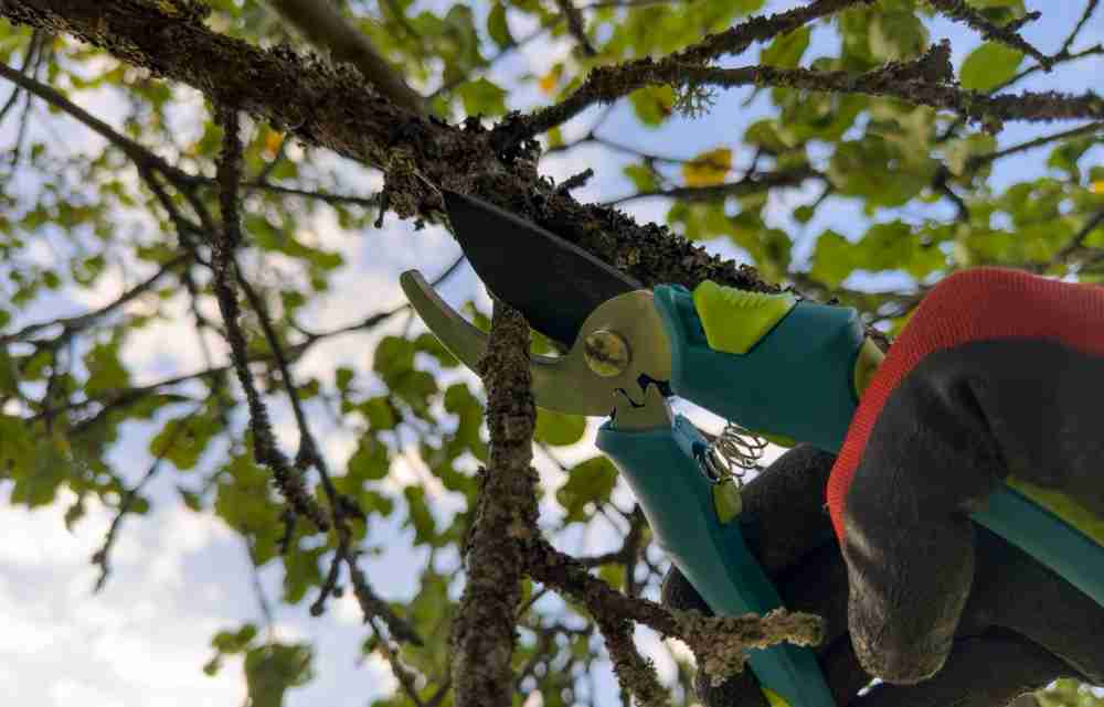 Worker using clippers to prune a tree branch