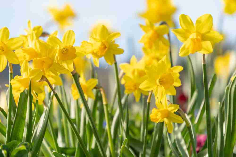 A line of daffodil flowers, which work well during the winter