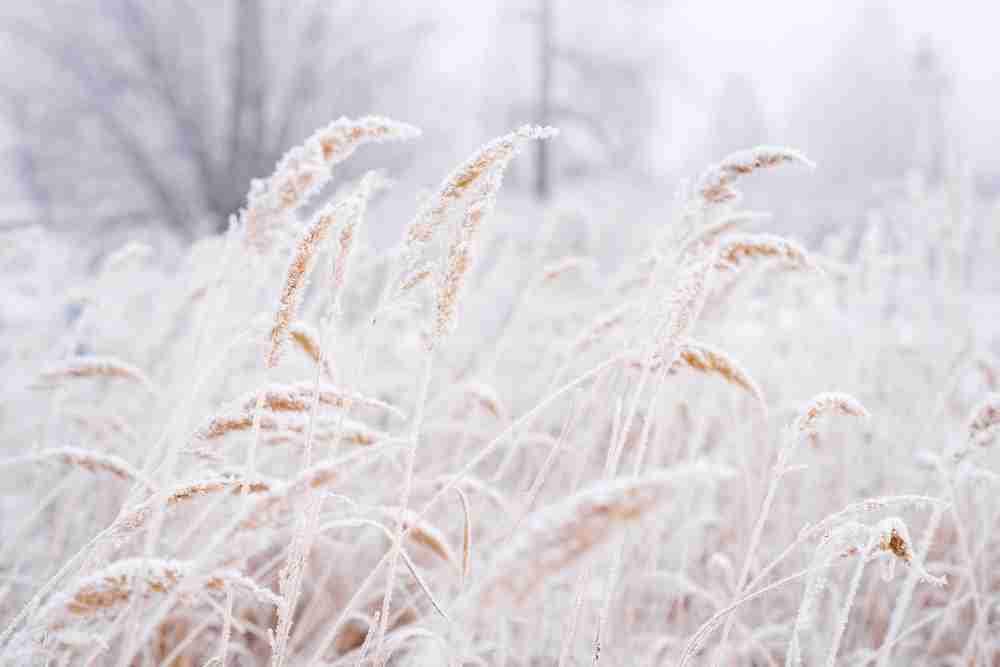 A closeup of winterized crops in a landscape during a frost
