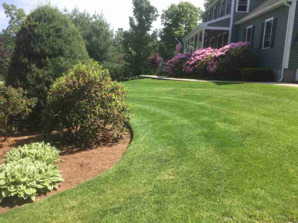 Closeup of a clients backyard with a moved lawn and trees planted over mulch
