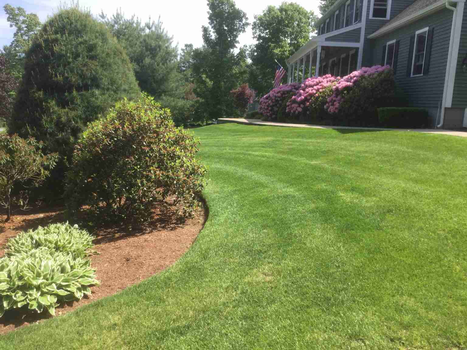 Closeup of a clients backyard with a moved lawn and trees planted over mulch
