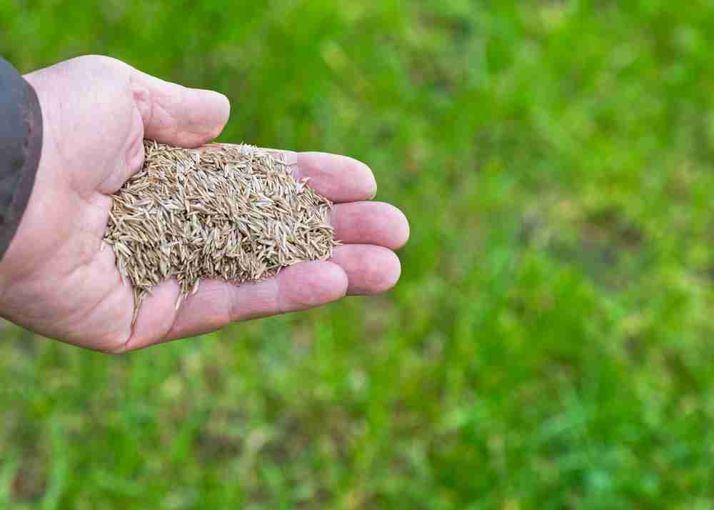 A landscape worker's hands cupped and filled with grass seed next to a lawn