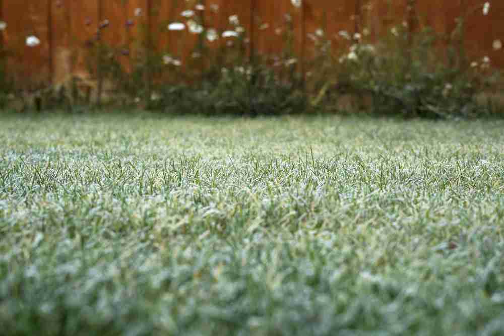 Frosty winter grass on a property lawn