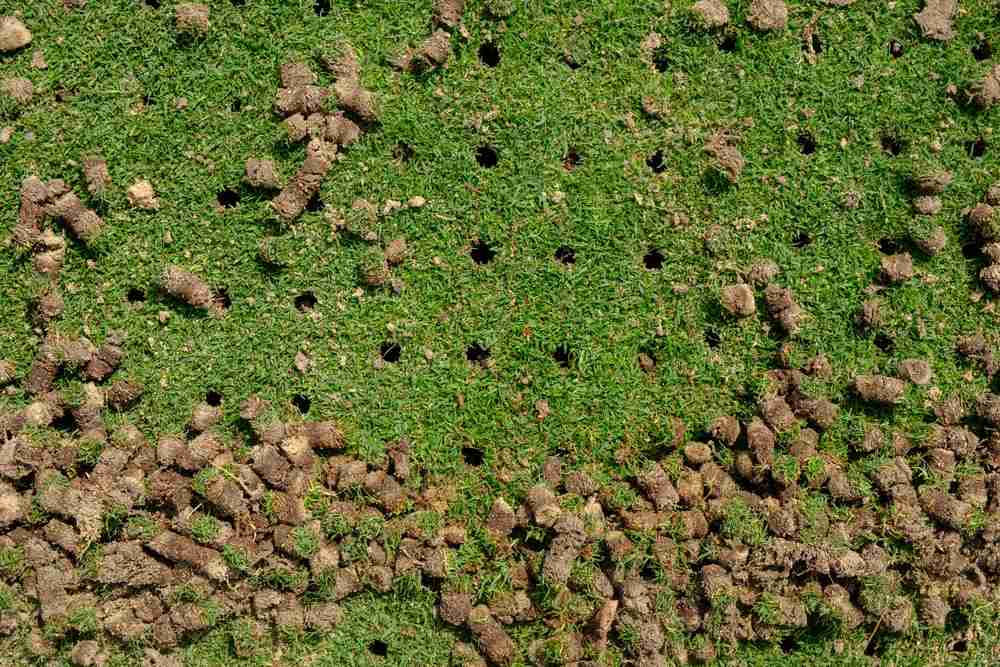 A close up of a lawn with several holes along the side, a classic example of lawn aeration