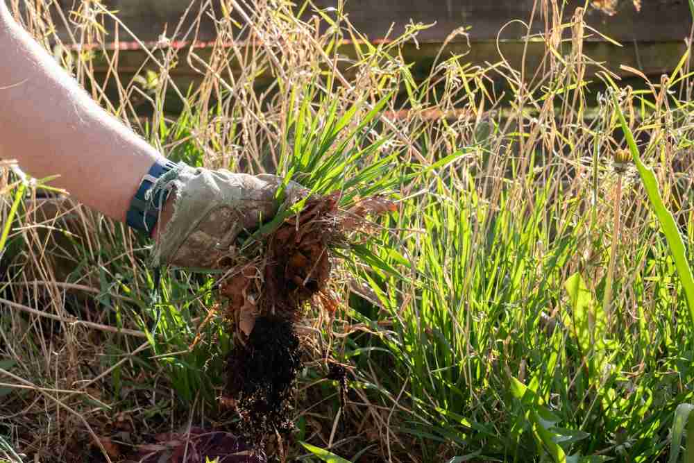 A gardener pulling weeds out of their grass