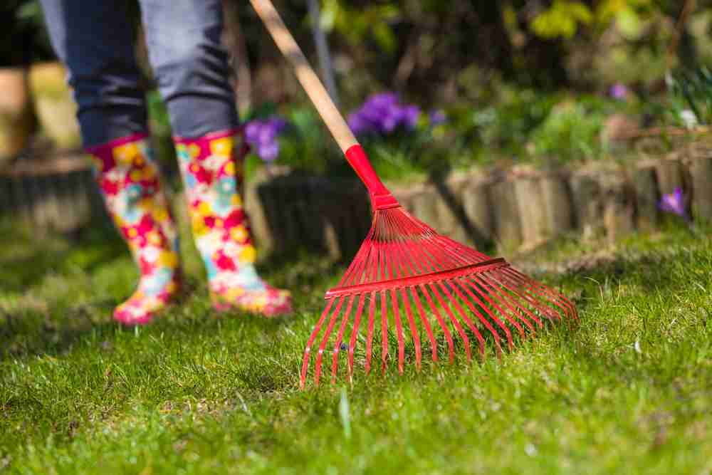 A close up of a red rake being used on a backyard lawn