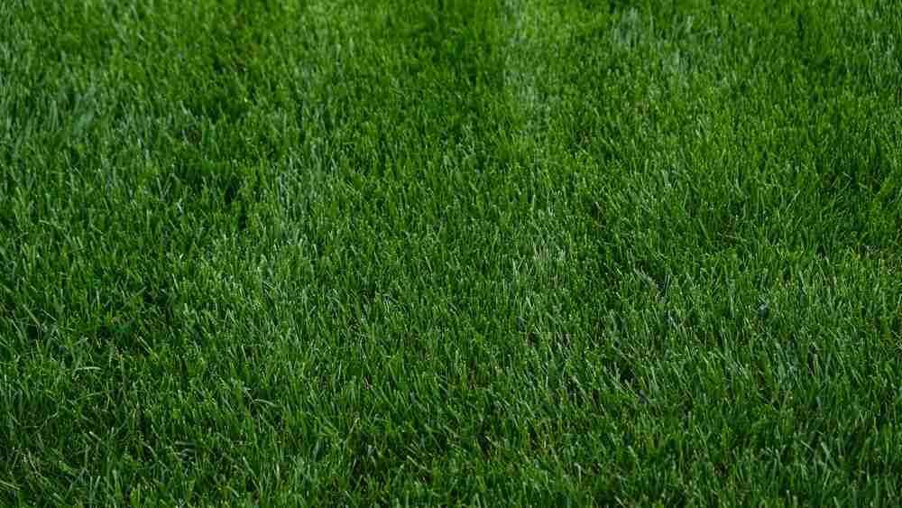 A closeup image of a healthy green lawn