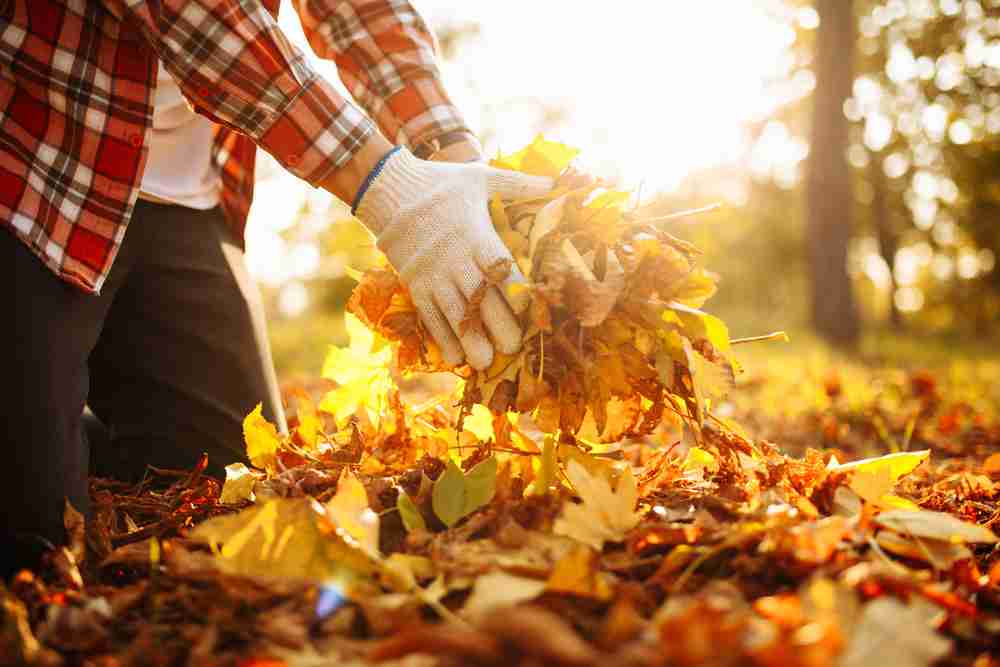 Landscaper cleaning up leaves on a lawn