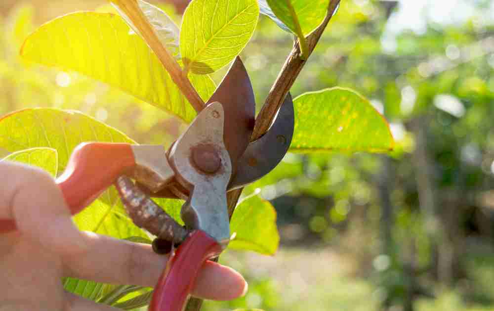 A landscaper using a tool to prune a shrub