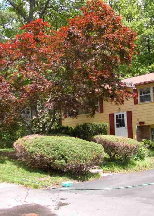 Lawn and landscape