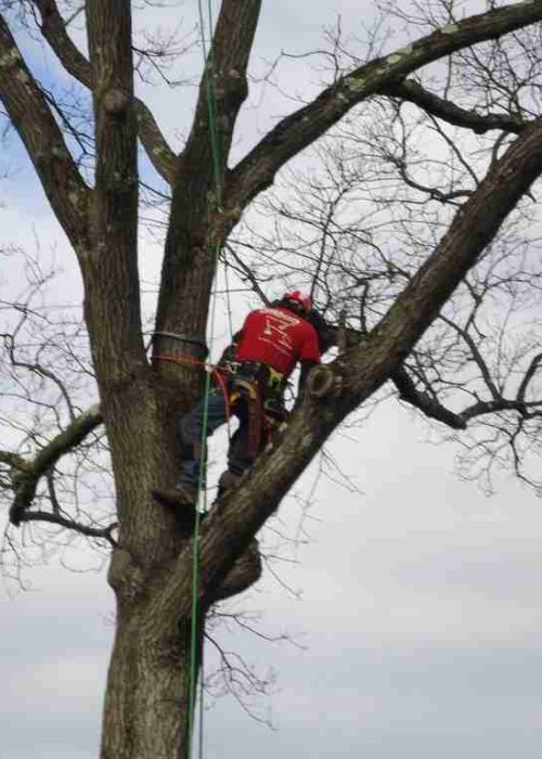 Tree pruning