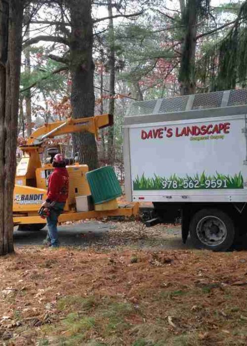 Tree removal