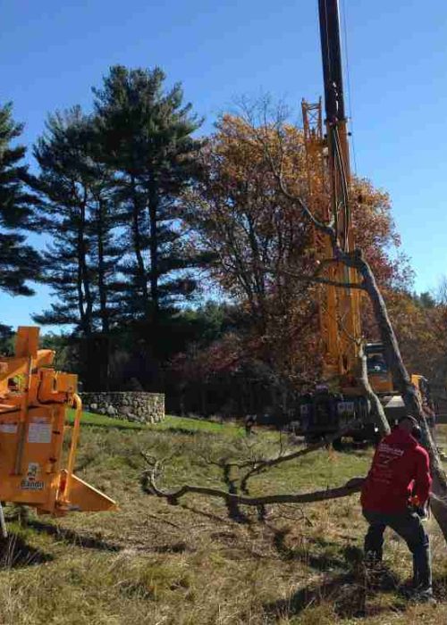 Tree removal