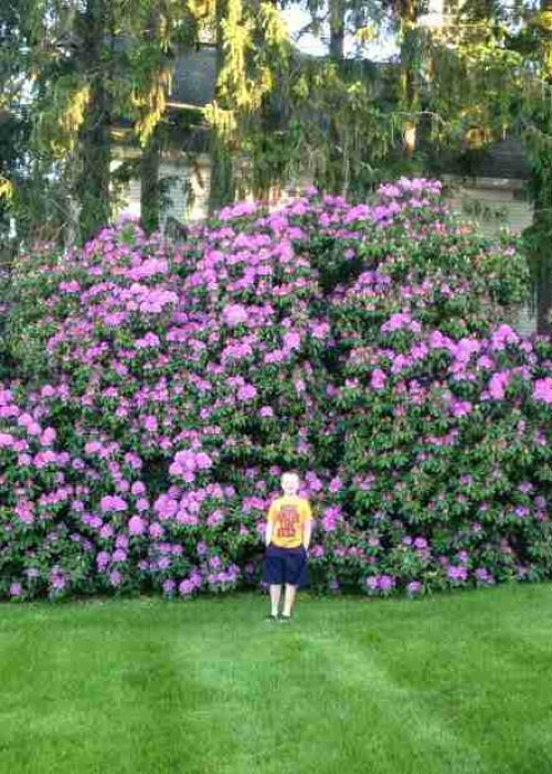 Lawn and flower bed