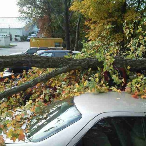 treecare-02